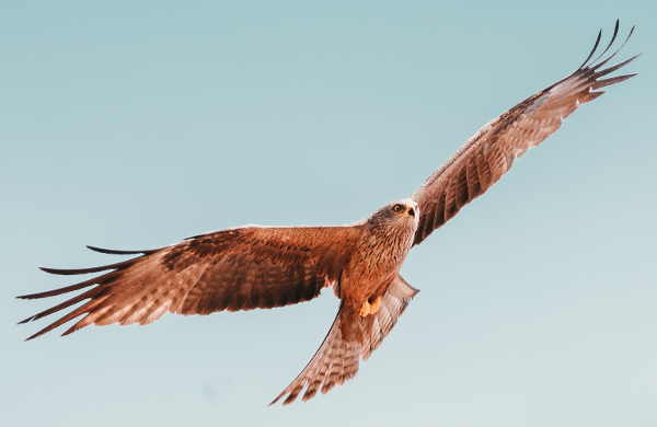 breathe-flying-bird